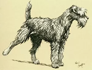 Aldin Gallery: Illustration by Cecil Aldin, Kerry Blue terrier