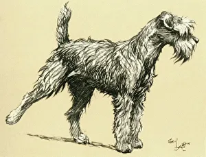 Illustration by Cecil Aldin, Kerry Blue terrier Illustration by Cecil Aldin, Kerry Blue terrier