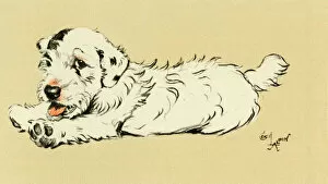 Aldin Gallery: Illustration by Cecil Aldin, puppy lying down