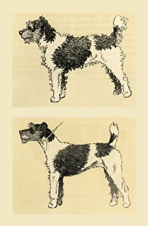 Illustration by Cecil Aldin, terrier before and after Illustration by Cecil Aldin, terrier before and after