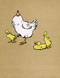 Illustration by Cecil Aldin, Ugly Duckling Illustration by Cecil Aldin, Ugly Duckling