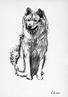 Illustration of a Chow by Cecil Aldin Illustration of a Chow by Cecil Aldin