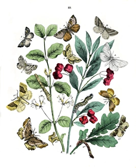 Robur Gallery: Illustration, Dendrometridae