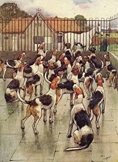 Aldin Gallery: Illustration, foxhounds howling in chorus