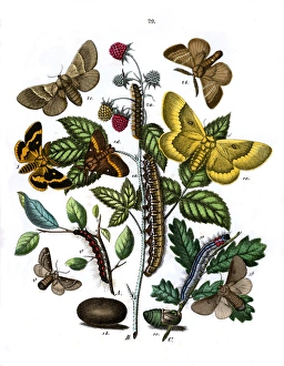 Robur Gallery: Illustration, Lasiocampidae