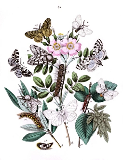Illustration, Liparidae -- Bombycoidae Illustration, Liparidae -- Bombycoidae