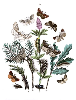 Illustration, Liparidae -- Notodontidae Illustration, Liparidae -- Notodontidae