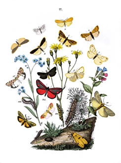 Illustration, Lithosidae -- Arctiidae Illustration, Lithosidae -- Arctiidae