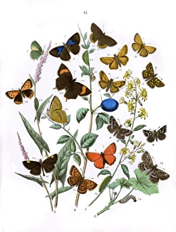 Illustration, Lycaenidae -- Hesperiidae Illustration, Lycaenidae -- Hesperiidae