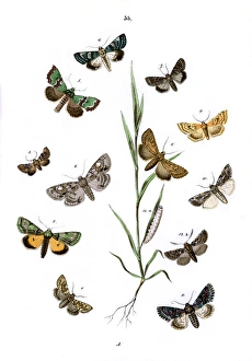 Illustration, Noctuae Illustration, Noctuae