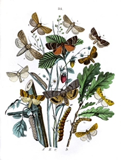 Robur Gallery: Illustration, Orthosiidae