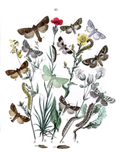 Illustration, Orthosiidae -- Hadenidae Illustration, Orthosiidae -- Hadenidae