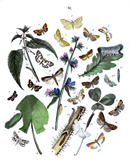 Illustration, Pyrales -- Tortrices Illustration, Pyrales -- Tortrices