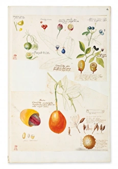 Illustration of rare fruits and seed Illustration of rare fruits and seed