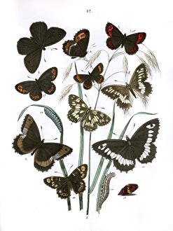 Illustration, Satyridae Illustration, Satyridae