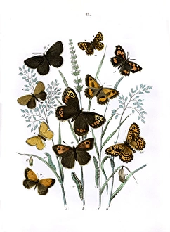 Illustration, Satyridae -- Libytheidae -- Erycinidae Illustration, Satyridae -- Libytheidae -- Erycinidae