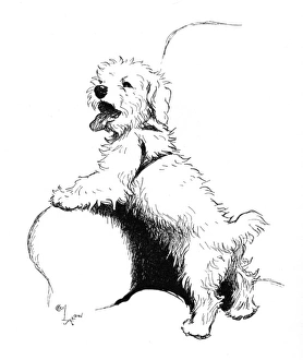 Illustration of a Sealyham terrier by Cecil Aldin Illustration of a Sealyham terrier by Cecil Aldin