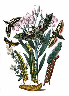 Euphorbia Gallery: Illustration, Sphingidae
