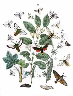 Illustration, Sphingidae -- Thyrididae -- Sesiidae