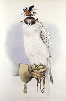 Illustration of a white hawk, by Mattias Wolf Illustration of a white hawk, by Mattias Wolf