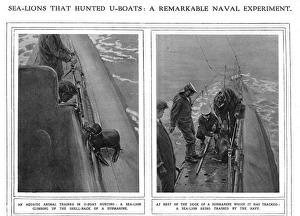 ILN page on submarine hunting sea lions, WW1 ILN page on submarine hunting sea lions, WW1