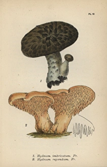 Imbricated steccherino, Hydnum imbricatum 1 Imbricated steccherino, Hydnum imbricatum 1