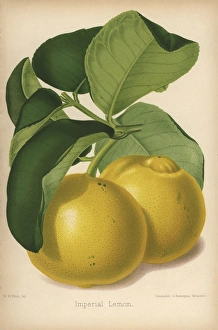 Imperial lemon cultivar, Citrus x limon Imperial lemon cultivar, Citrus x limon
