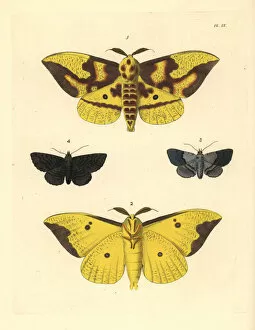 Imperial moth, gray-banded zale and black zale
