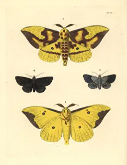 Imperial moth, gray-banded zale and black zale Imperial moth, gray-banded zale and black zale