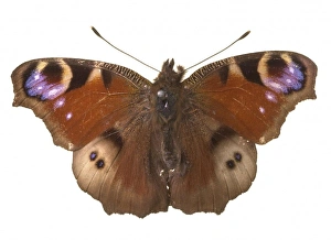 <b class=qtipBold><figcaption>Inachis io, peacock butterfly</figcaption></b><br>A peacock butterfly. Striking variations of the peacock pattern do occur sometimes. This one is almost 'blind' on the hindwing, and the eyespots can fail on both wings. Date:<br><em>© Mary Evans / Natural History Museum</em> Inachis io, peacock butterfly