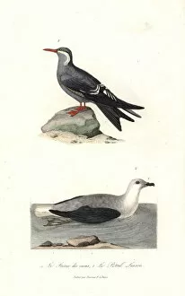 Inca tern, Larosterna inca, and white-headed