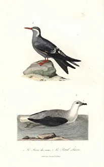 Inca tern, Larosterna inca, and white-headed Inca tern, Larosterna inca, and white-headed