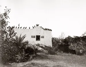 Vulture Gallery: India - Tower of Silence excarnation Bombay Mumbai