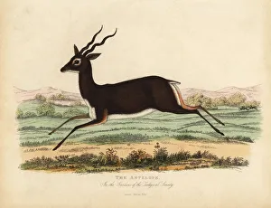Indian antelope or blackbuck, Antilope cervicapra Indian antelope or blackbuck, Antilope cervicapra