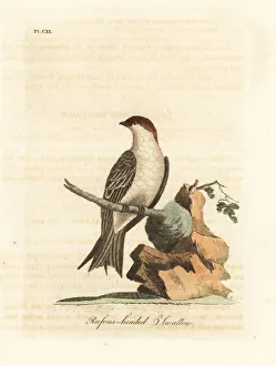 Indian cliff swallow, Petrochelidon fluvicola Indian cliff swallow, Petrochelidon fluvicola