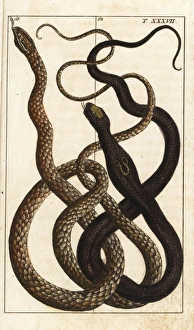 Indian cobra and Malayan vine snake Indian cobra and Malayan vine snake
