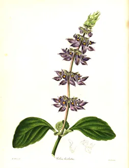 Indian coleus, Plectranthus barbatus Indian coleus, Plectranthus barbatus