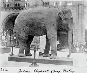 Black And White Gallery: Indian elephant, c.1898