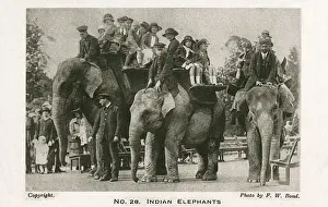 20th Century Print of Indian Elephants at London Zoo