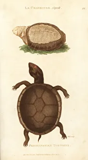 Indian flap-shelled turtle and mud turtle Indian flap-shelled turtle and mud turtle