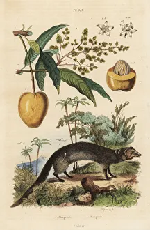 Fries Gallery: Indian grey mongoose and mango fruit