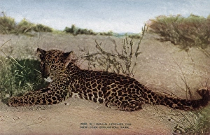 Indian leopard cub in the New York Zoological Park Indian leopard cub in the New York Zoological Park