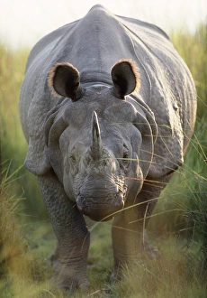 Indian Rhinoceros Gallery: Indian One-horned Rhinoceros