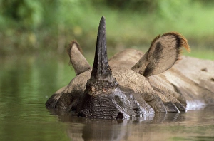 Indian Rhinoceros Gallery: Indian One-horned Rhinoceros