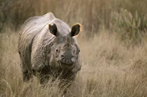 Indian Rhinoceros Gallery: Indian One-horned Rhinoceros