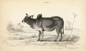 Bos indicus Gallery: Indian ox or zebu, Bos primigenius indicus