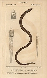 Indian python, Python molurus, and New Guinea Indian python, Python molurus, and New Guinea