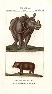 Indian Rhinoceros Gallery: Indian rhino, Rhinoceros unicornis (vulnerable)