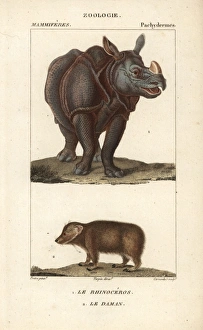 Indian Rhinoceros Gallery: Indian rhino, Rhinoceros unicornis (vulnerable)