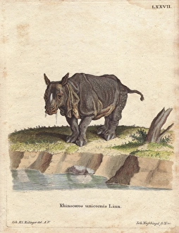 Indian Rhinoceros Gallery: Indian rhinoceros or greater one-horned rhino